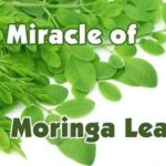 Miracle Moringa